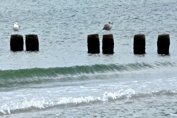 perow-zingst - (c) c tussing.jpg